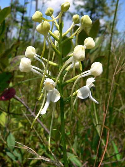 {Platanthera integrilabia}